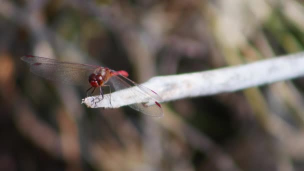 Red Dragonfly Branch — Stock Video