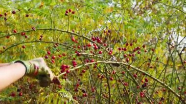 Woman's hands in green floral gloves harvesting wild rose, dog rose. Red Rose Hip  on bush in nature.