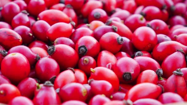 Antecedentes Rosehips Vermelhos Frescos Bagas Frescas Cão Aumentou — Vídeo de Stock