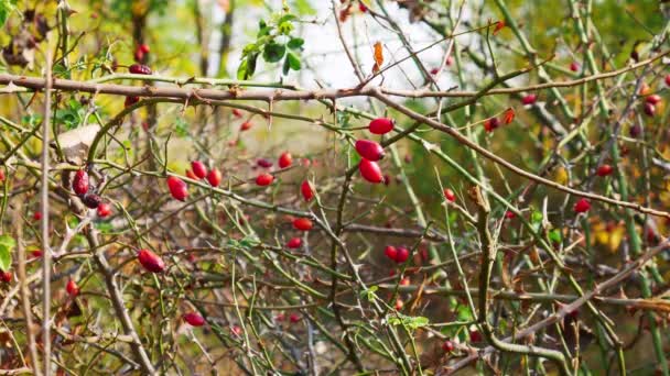 Red Rose Hip Arbusto Naturaleza Para Alimentos Medicamentos — Vídeos de Stock