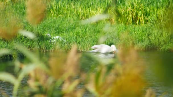 Dois Cisnes Brancos Arbustos Verdes Grama Rio Dia Ensolarado — Vídeo de Stock