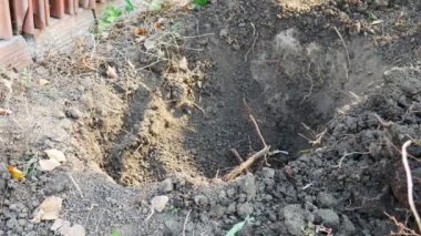 Bire iki - Genç bir ağaç dikmek için bir adam yere bir delik açıyor. Elleriyle gömüyor..