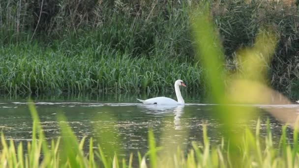 Due Cigni Bianchi Che Nuotano Nel Fiume Verde — Video Stock