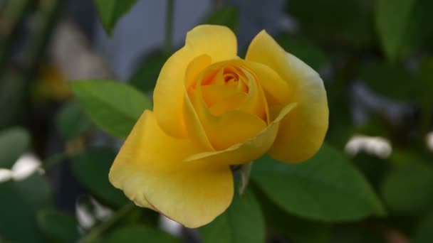 庭に美しい黄色のバラが — ストック動画