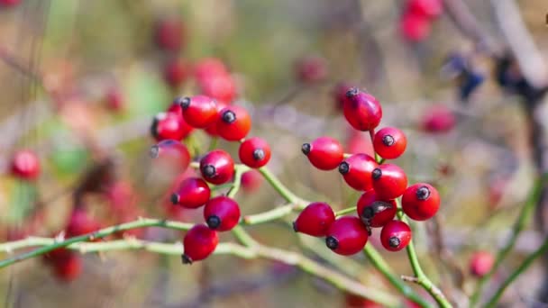 Nahaufnahme Schöne Rote Reife Hagebutten Auf Büschen Der Natur — Stockvideo