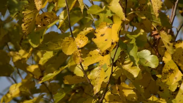 Różne Rodzaje Żółtych Liści Jesienią — Wideo stockowe
