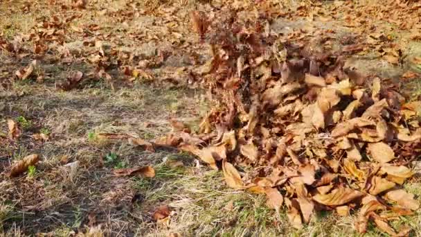 Φθινοπωρινές Δουλειές Στον Κήπο Συλλογή Νεκρών Φύλλων Καρυδιάς Τσουγκράνα — Αρχείο Βίντεο