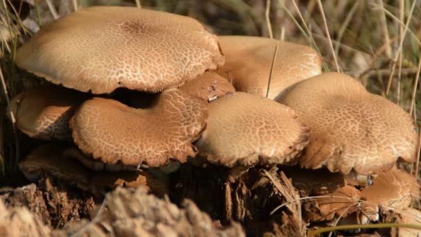 Grupo Cogumelos Crescendo Velho Tronco Árvore Podre Floresta — Vídeo de Stock