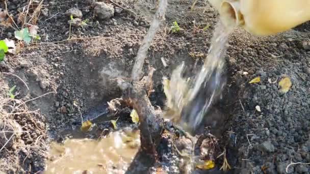 Taze Ekilmiş Ağaçları Beyaz Plastik Kaplardan Suyla Suluyorum — Stok video