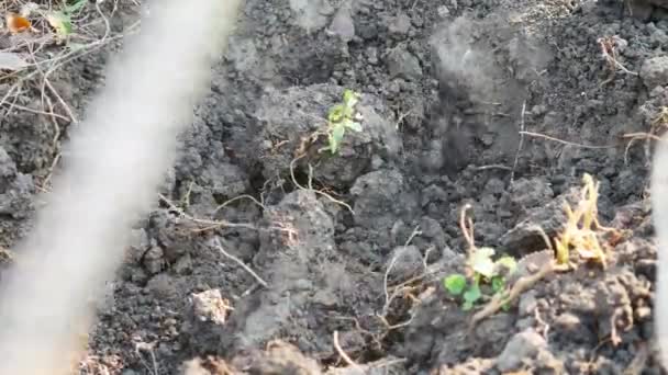 Zblízka Farmář Pracuje Pozemku Kopání Děr Zahradní Motykou Suchá Zem — Stock video