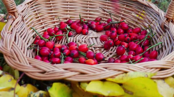 Freshly Harvested Rose Hips Wooden Knit Basket Surrounded Yellow Autumn — Stockvideo