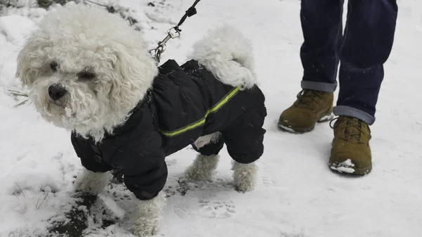 Herrchen Ging Mit Hund Bichon Frise Winterjacke Spazieren — Stockfoto