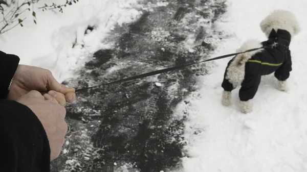 Mãos Proprietário Mantêm Cão Bichon Jaqueta Inverno Uma Trela Durante — Fotografia de Stock