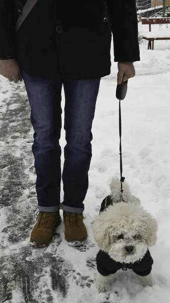 Власник Бішонська Собака Зимовій Куртці Прогулянки Вулиці Покриті Снігом — стокове фото