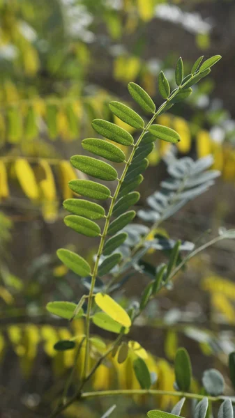Branch Yellow Green Fall Acacia Leaves Closeup Acacia Foliage Closeup — Stock Photo, Image