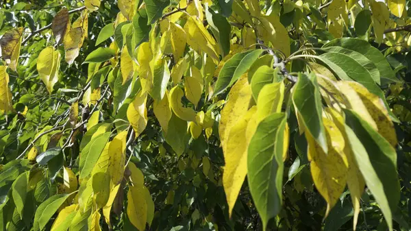 Leaves Osage Orange Tree Fall — Stock Photo, Image
