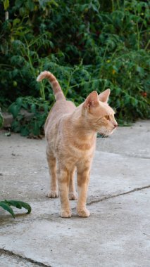 Bahçedeki turuncu kedi..