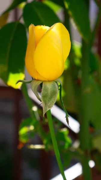 Rose Jaune Dans Jardin — Photo