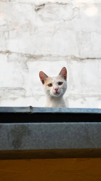 Μια Άσπρη Γάτα Κρυφοκοιτάζει Από Την Οροφή Κατευθείαν Στην Κάμερα — Φωτογραφία Αρχείου