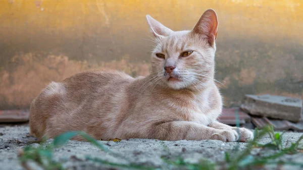 Oranžová Kočka Leží Prachu Dvoře — Stock fotografie