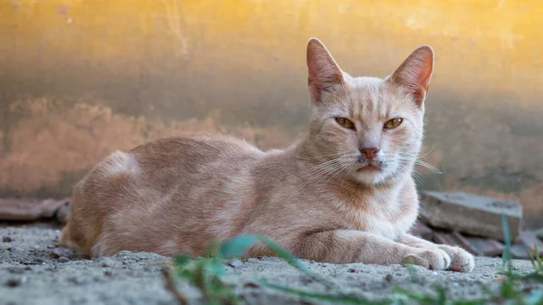 Oranžová Kočka Leží Dvoře — Stock fotografie