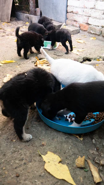 Mixed breed puppies eating together from tow plastic bowls.