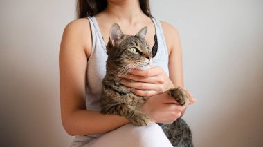 Sahibinin kucağında büyük çizgili kedi portresi. Boşluk yok. Metin için kopyala.