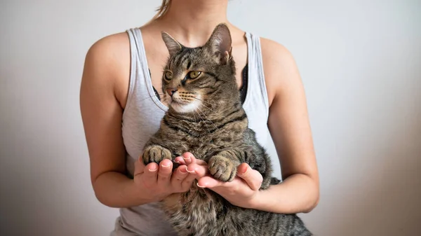 Retrato Gato Sentado Regazo Propietaria — Foto de Stock
