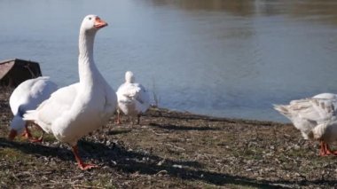 Nehir kenarındaki beyaz kazlar.