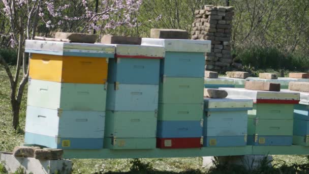 Schöne Und Bunte Bienenstöcke Aus Holz Auf Einer Grünen Wiese — Stockvideo