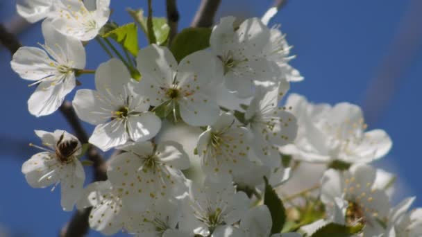 Abeja Recoge Polen Flor Cerezo Primavera — Vídeos de Stock