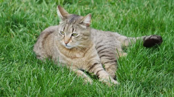 Chat Rayé Trouve Dans Herbe Verte — Video