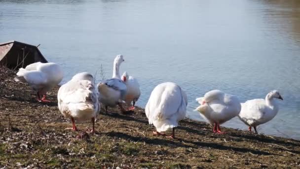 Una Bandada Gansos Limpia Sus Plumas Orilla Del Río — Vídeos de Stock