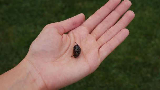 Grande Bug Preto Mão Uma Mulher Levantada Gramado — Vídeo de Stock