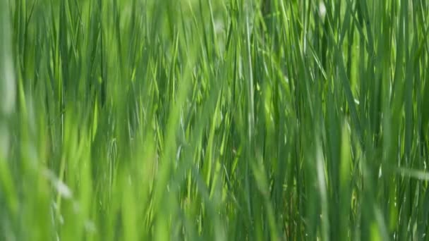 春の太陽の下で背の高い緑の草 — ストック動画