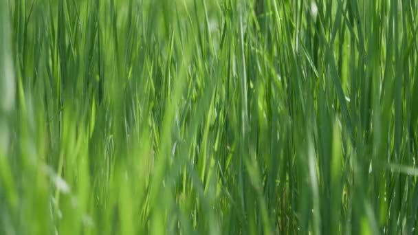 Grande herbe verte au soleil de printemps .
