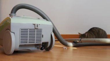 Çizgili kedi elektrik süpürgesinin etrafında bir kağıt parçasıyla oynuyor..