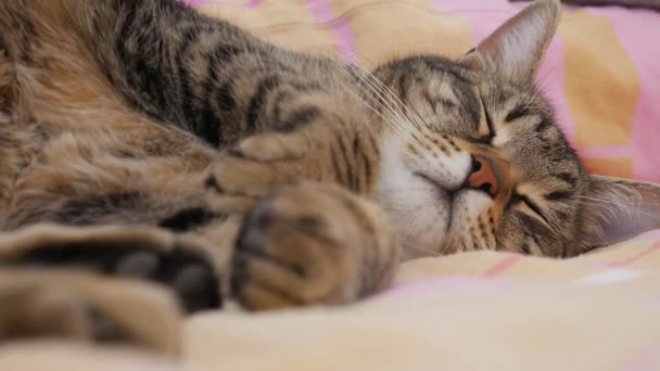 深い眠りの中の猫は足を動かす — ストック動画