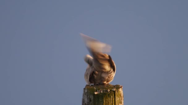 Colombe Nettoie Matin — Video