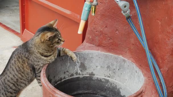 Domestic Cat Playing Drops Tap Water Yard — Stock Video