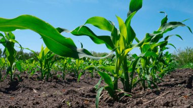 Genç yeşil mısır güneşli bir günde tarlada.