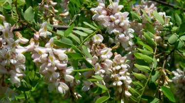 Akasya ağacı çiçekleri baharda çiçek açar..
