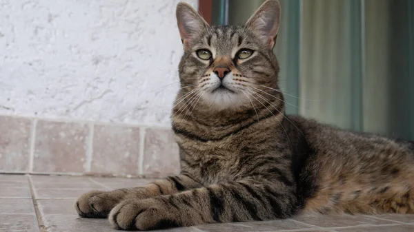 줄무늬 고양이의 — 스톡 사진