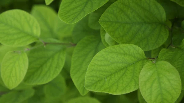 Zelené Listy Quince Jako Pozadí — Stock fotografie