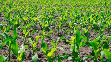 Baharın başında yeşil mısırlı tarla.