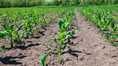 Mısır tarlasında sıralanmış genç mısırlar.