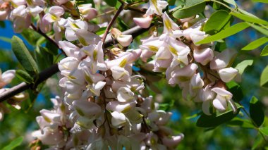 Akasya ağacı çiçekleri baharda çiçek açar..
