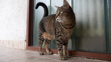 Cam duvarın yanındaki çizgili kedi..