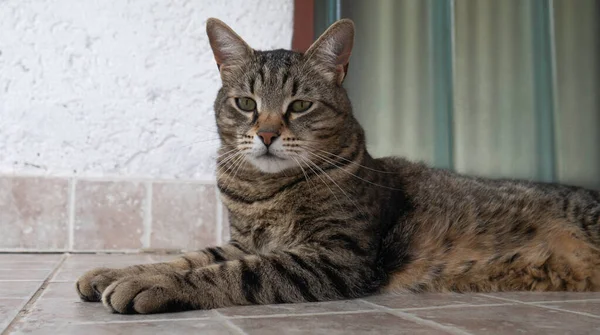 Portrét Proužkované Prolhané Kočky — Stock fotografie
