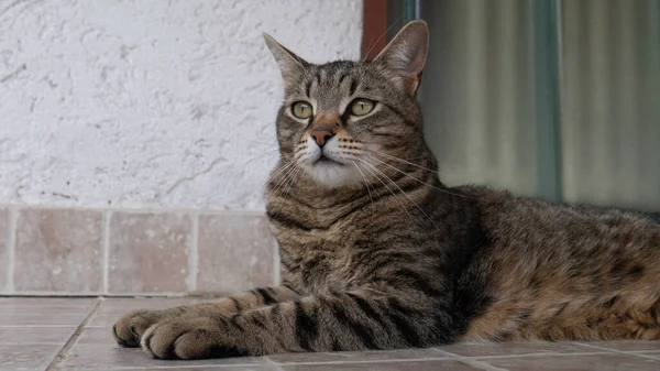 Den Inhemska Randiga Katten Ligger Ner — Stockfoto